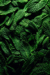 Marie Jeanne-Brume d'été 夏霧 100ml