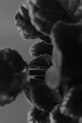 Oddity fragrance-Dead Air 10ml